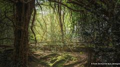 Forêt française : une « belle au bois dormant » ?