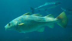 La biodiversité marine est une chaîne alimentaire menacée