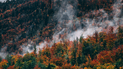 Feux de forêt : un été particulièrement clément