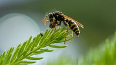 A quoi servent les guêpes ?