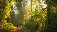10 gode grunde til at vandre i skoven