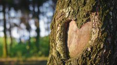 Buy the one you love a tree for Valentine’s Day