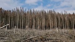 La sécheresse rend les arbres plus vulnérables