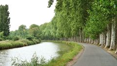 Canal du Midi : déjà 10 400 arbres replantés !