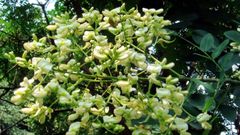 Sophora du Japon, l’arbre des villes qui nourrit les abeilles