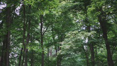 Une nouvelle forêt ancienne va voir le jour dans le Tarn