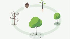Ett träds livscykel - från frö till att det vissnar eller skördas