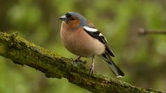 Pinson des arbres, oiseau commun de nos forêts