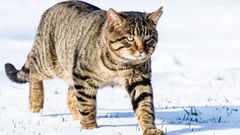 En France, le chat forestier profite de l’accroissement des forêts