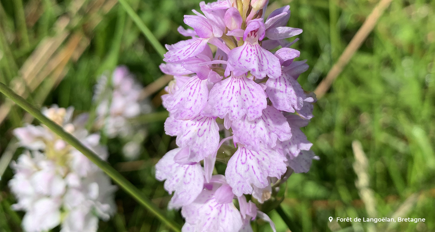 Connaître Les Plantes Hygrophiles Des Zones Humides De Bretagne | EcoTree