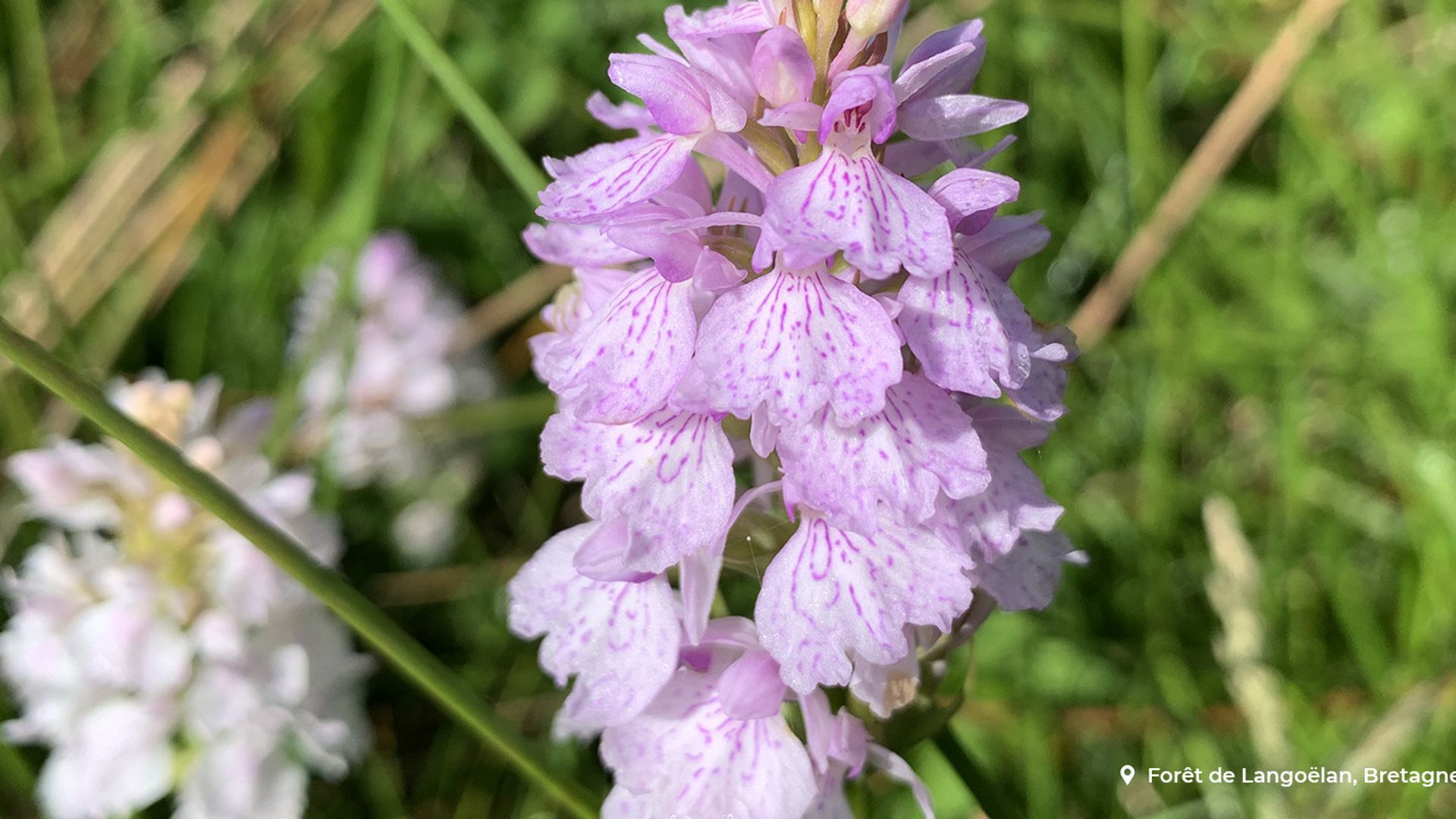 conna-tre-les-plantes-hygrophiles-des-zones-humides-de-bretagne-ecotree