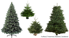 Why you should buy a real tree this Christmas