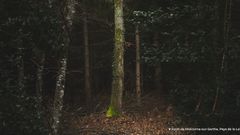 Les forêts sont-elles des puits de carbone ?