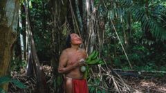 Forêt d’Amazonie : pas si vierge qu’on croit