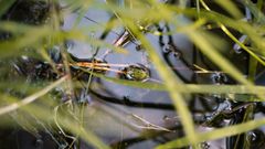 What are wetlands and why does our planet need them?