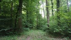 Les forêts que nous gérons sont en France et au Danemark