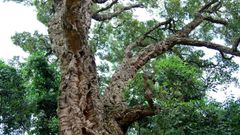 Pourquoi faut-il préserver les chênes-lièges dans les forêts méditerranéennes ?