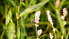 Are honey bees a threat to biodiversity?