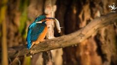 Connaissez-vous le Martin-pêcheur, cet oiseau d’eau douce ?