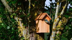 Pourquoi installer des nichoirs à oiseaux dans les forêts ?