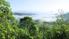 Exploiter la forêt tropicale est assez peu écologique