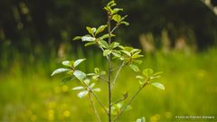 Trico, répulsif naturel pour protéger les arbres