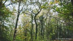 Quel est l’état de santé des arbres des forêts françaises ?