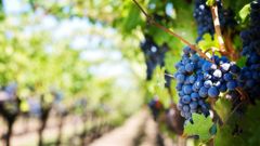 Agroforesterie et viticulture : un mariage vertueux