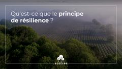 Résilience des forêts : comment la favoriser ?