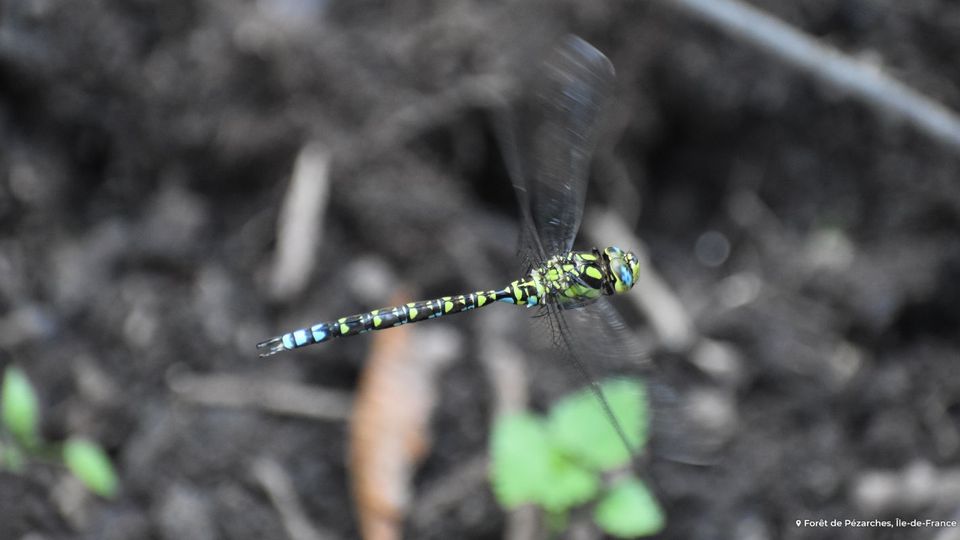 Aeschne bleue libellule commune de nos forêts à préserver EcoTree — free download