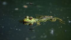 Les anoures, petits amphibiens extraordinaires