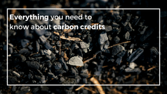 Everything you need to know about carbon credits
