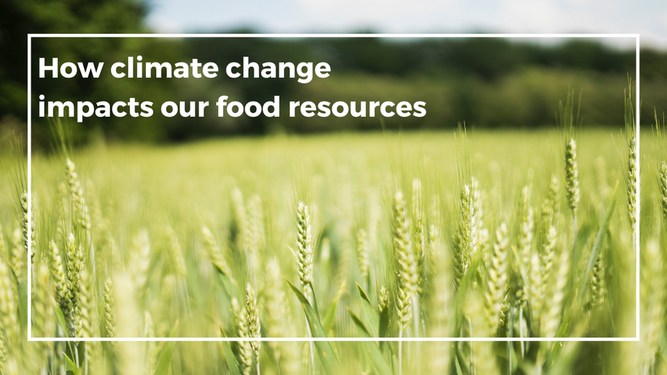 How climate change impacts our food resources