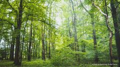 Feux de forêt : comment les éviter et reconstruire après ?