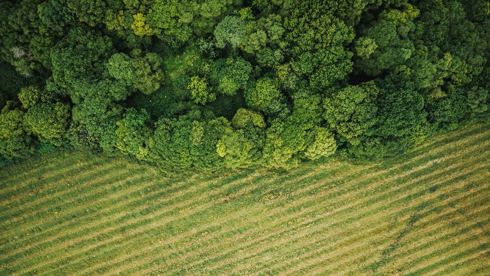 Vad är skogsjordbruk (agroforestry)? Varför är det bra för miljön?