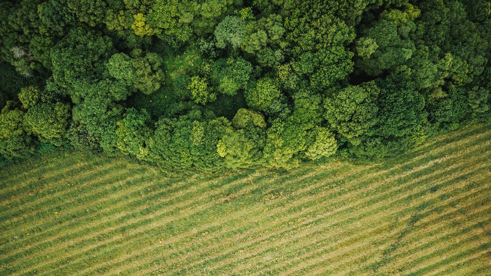 What is agroforestry and why is it good for the environment? | EcoTree