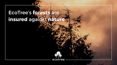 EcoTree’s forests are insured against nature