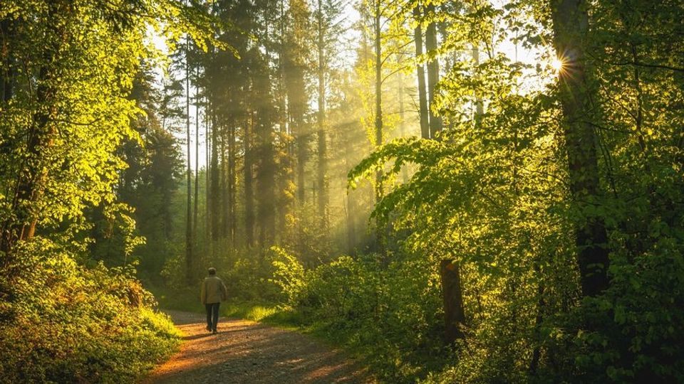 10 reasons to take a walk in the woods and start forest hiking