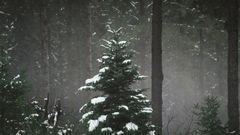 Why trees are the Christmas gift that’s good for the environment and climate