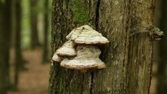 Amadouvier, le champignon qui décompose les arbres et allume le feu