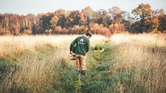 Why is there a shortage of oak seedlings?