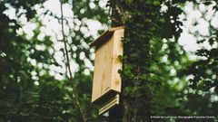 Les chauves-souris, témoins de la biodiversité forestière