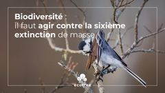 Biodiversité, vers une sixième grande extinction ?