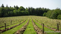 Que s’est-il passé dans nos forêts en mai ?