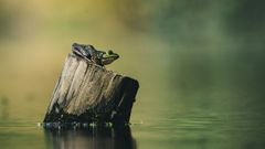 Comment remédier au déclin des amphibiens grâce à des projets forestiers locaux ?