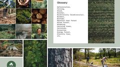 Glossary: common words and concepts about forestry and trees