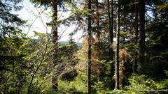 En första titt på EcoTrees nya skog i Syndicat