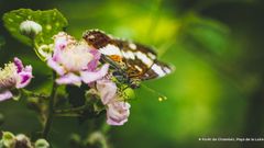 Pour préserver la biodiversité, les espèces communes sont importantes