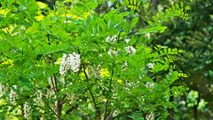 Avantages et inconvénients du robinier faux-acacia