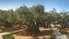 Gethsémani : des oliviers qui ont connu le Christ